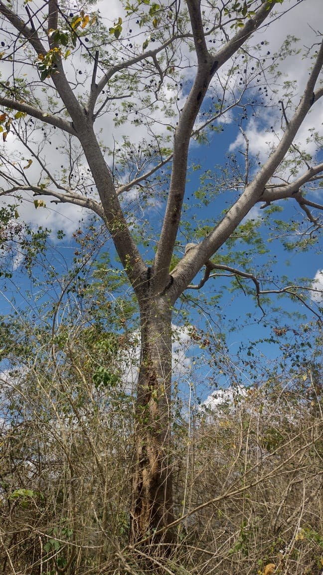 Ceibas in the Dry Season, on the Road to El Peligro · 2