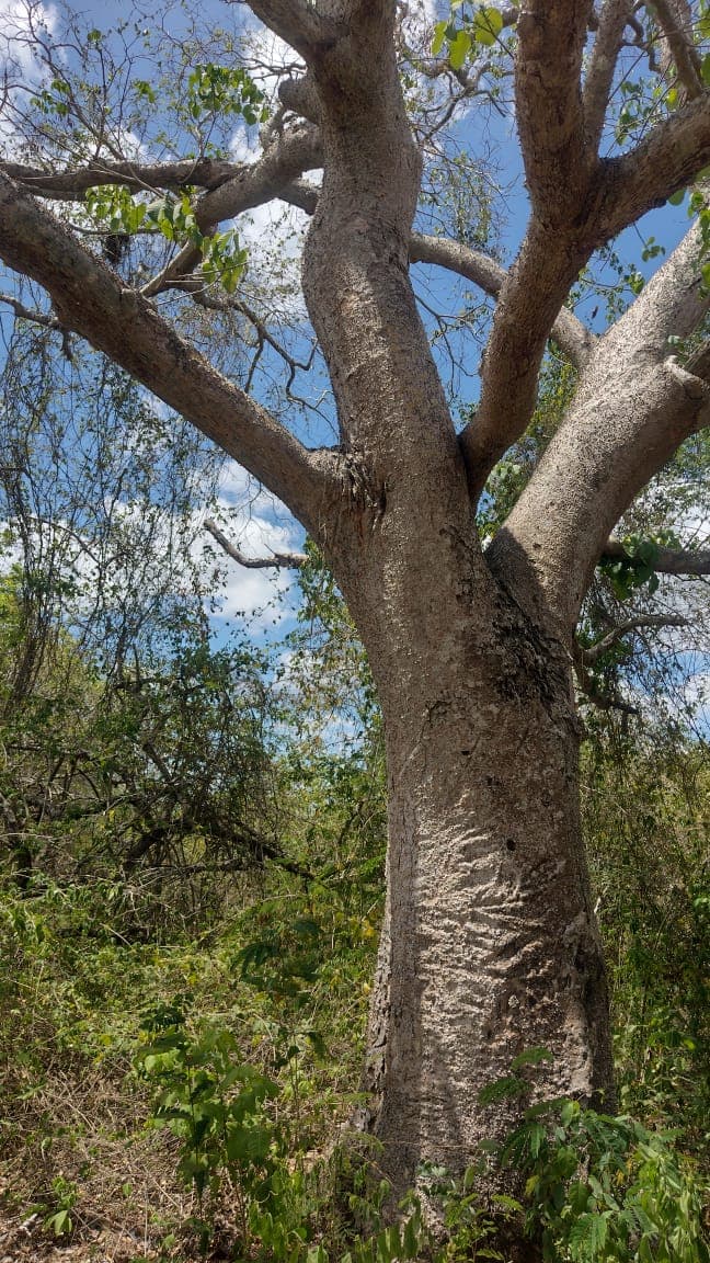 Ceibas in the Dry Season, on the Road to El Peligro · 3