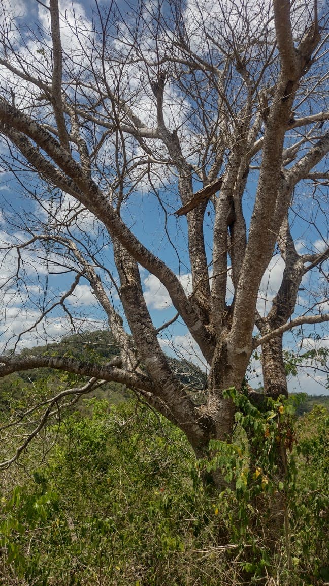 Ceibas in the Dry Season, on the Road to El Peligro · 4