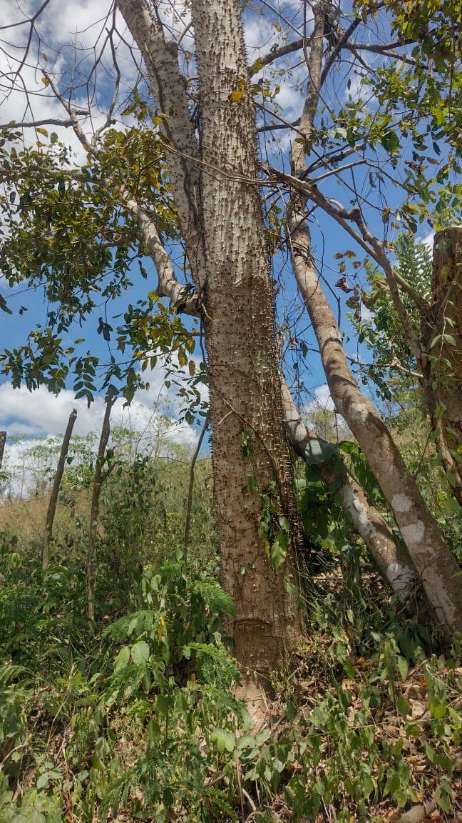 Ceibas in the Dry Season, on the Road to El Peligro · 5