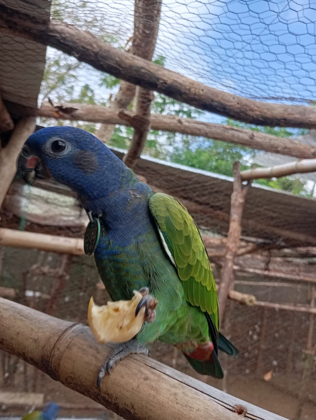 La banane et le secret au cœur de la mangue