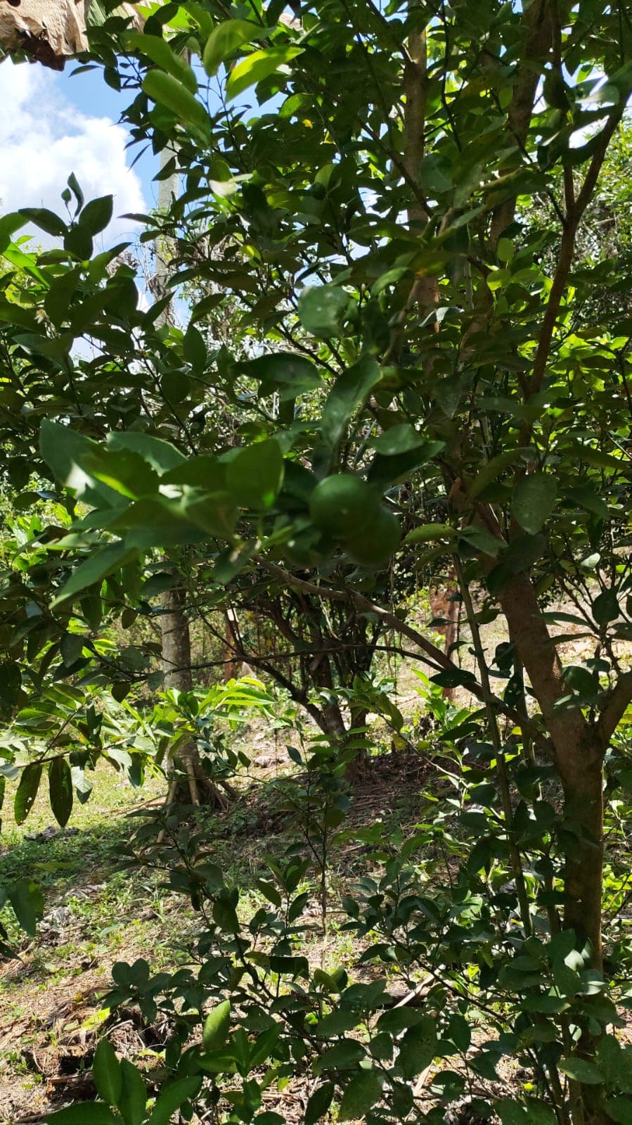 Ocho plantas y una papaya arrancada a mano