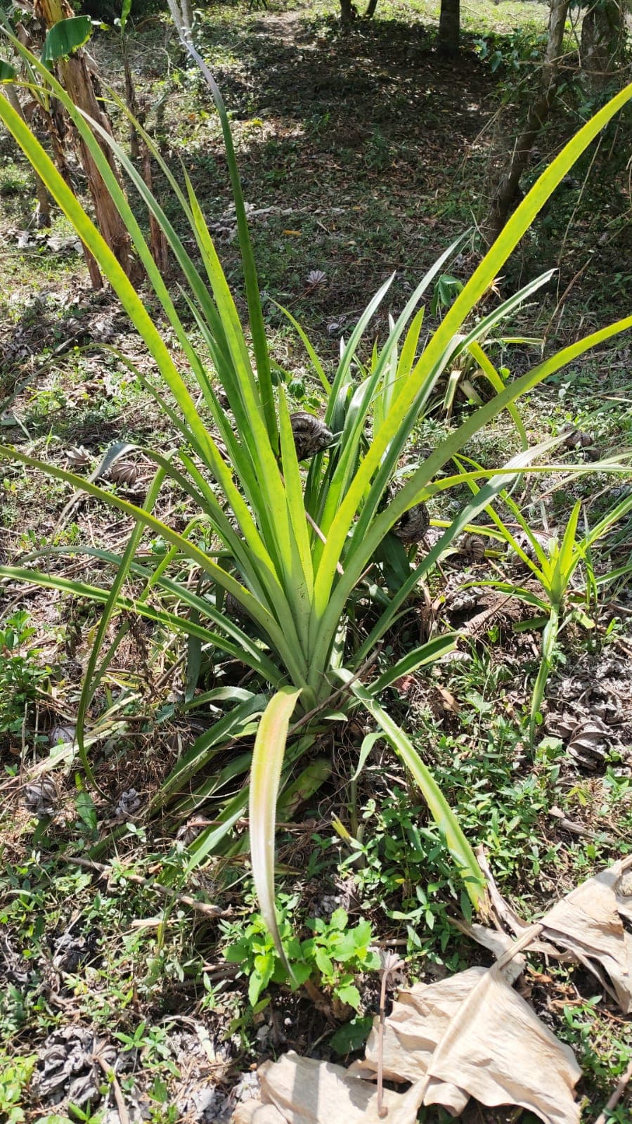 Ocho plantas y una papaya arrancada a mano · 2