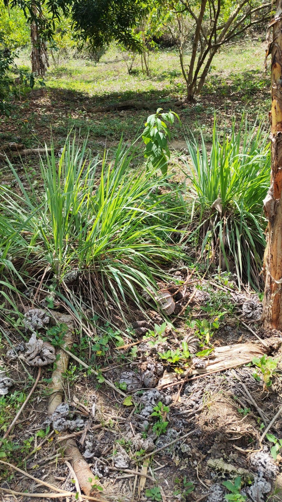 Ocho plantas y una papaya arrancada a mano · 3