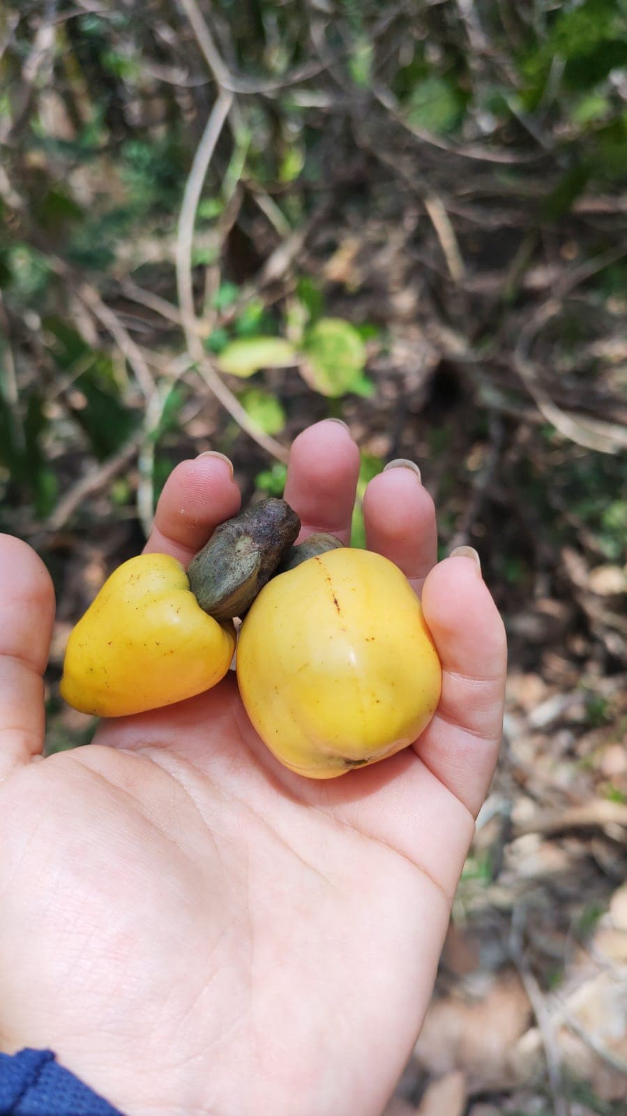 Ocho plantas y una papaya arrancada a mano · 4