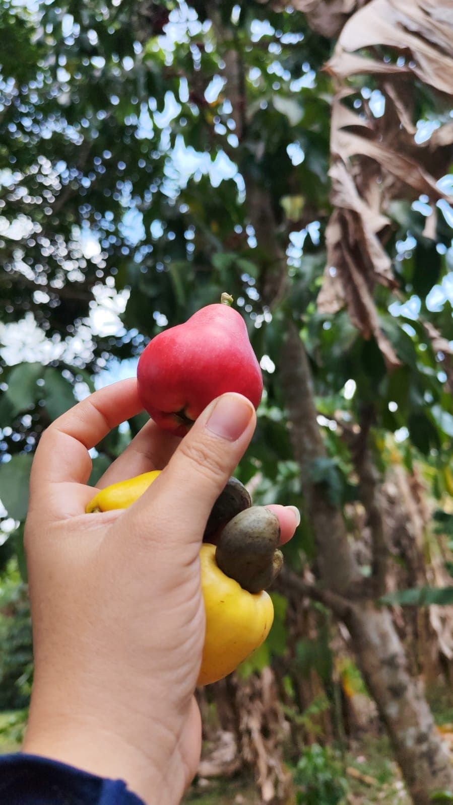 Ocho plantas y una papaya arrancada a mano · 5