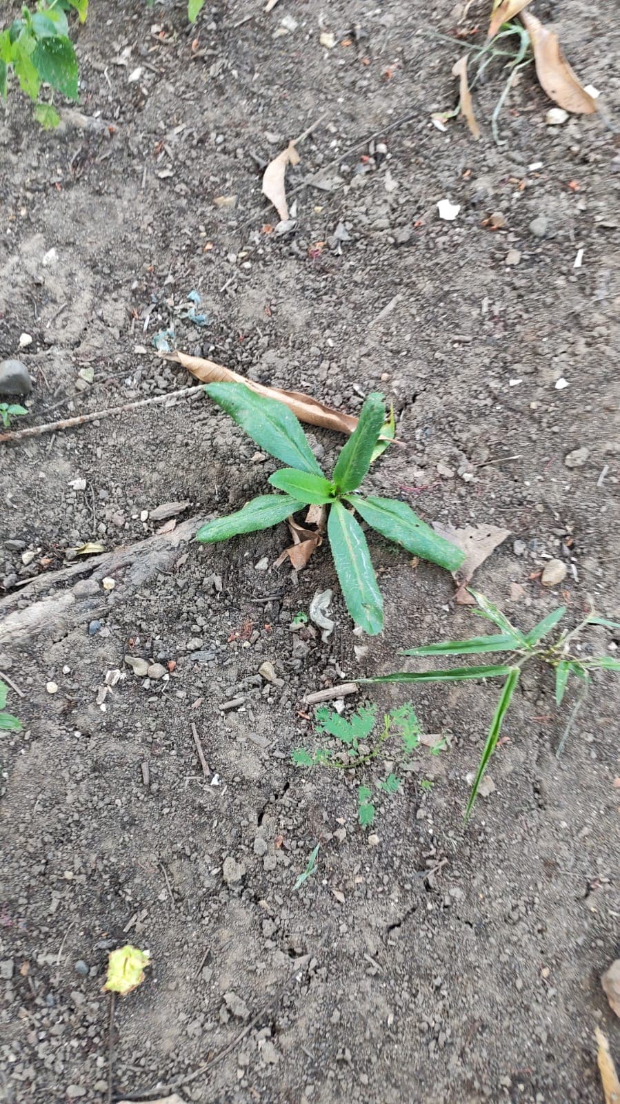 Ocho plantas y una papaya arrancada a mano · 6