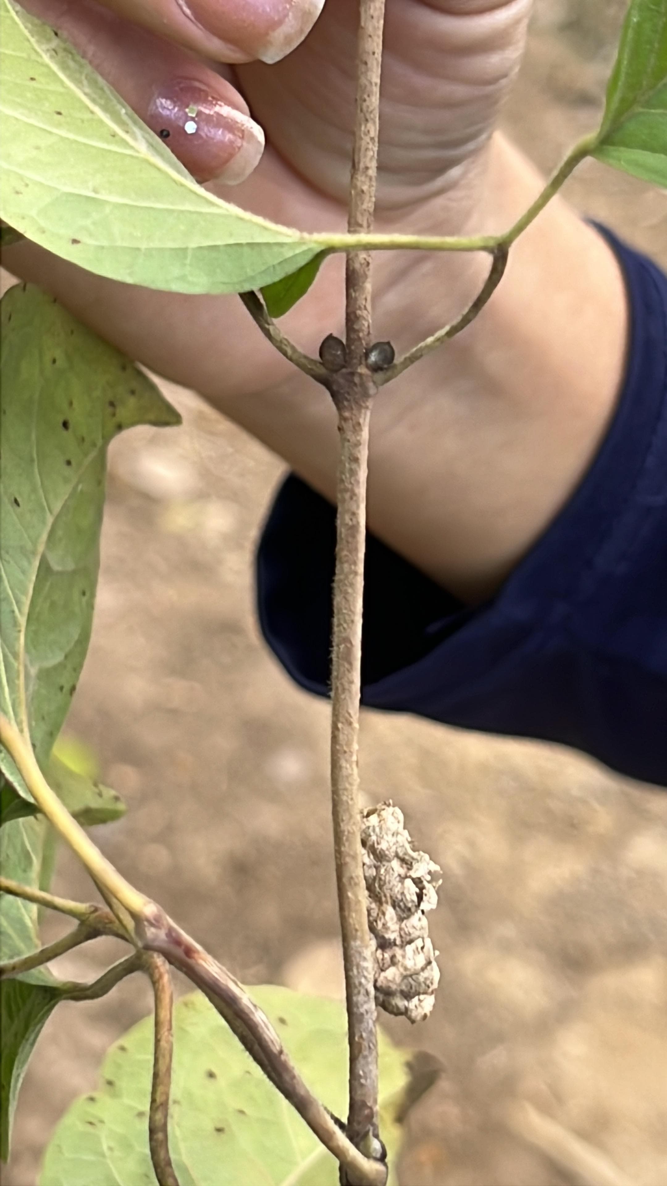 Hanging Pods and Mantis Eggs in the Canopy