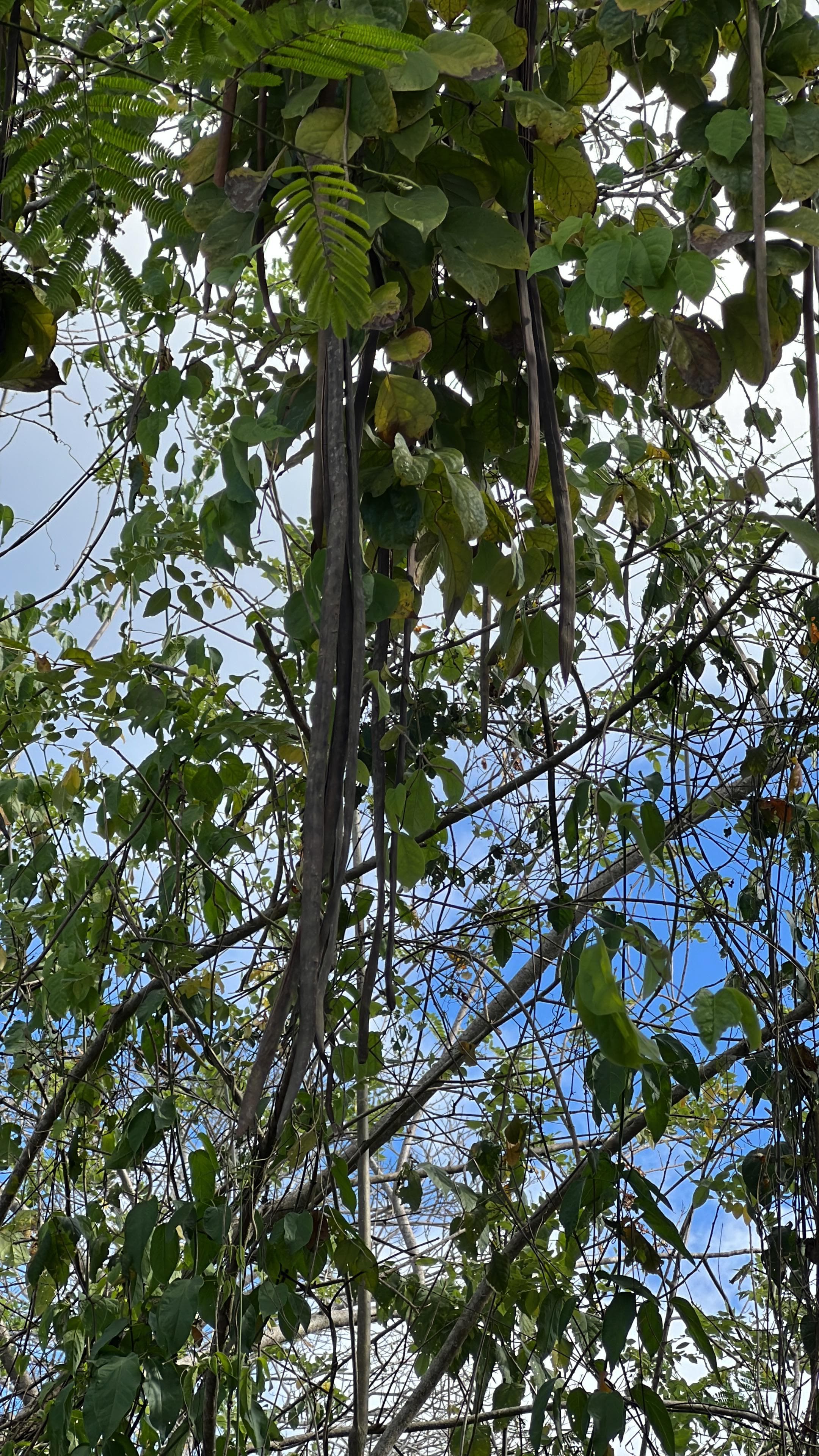 Hanging Pods and Mantis Eggs in the Canopy · 3