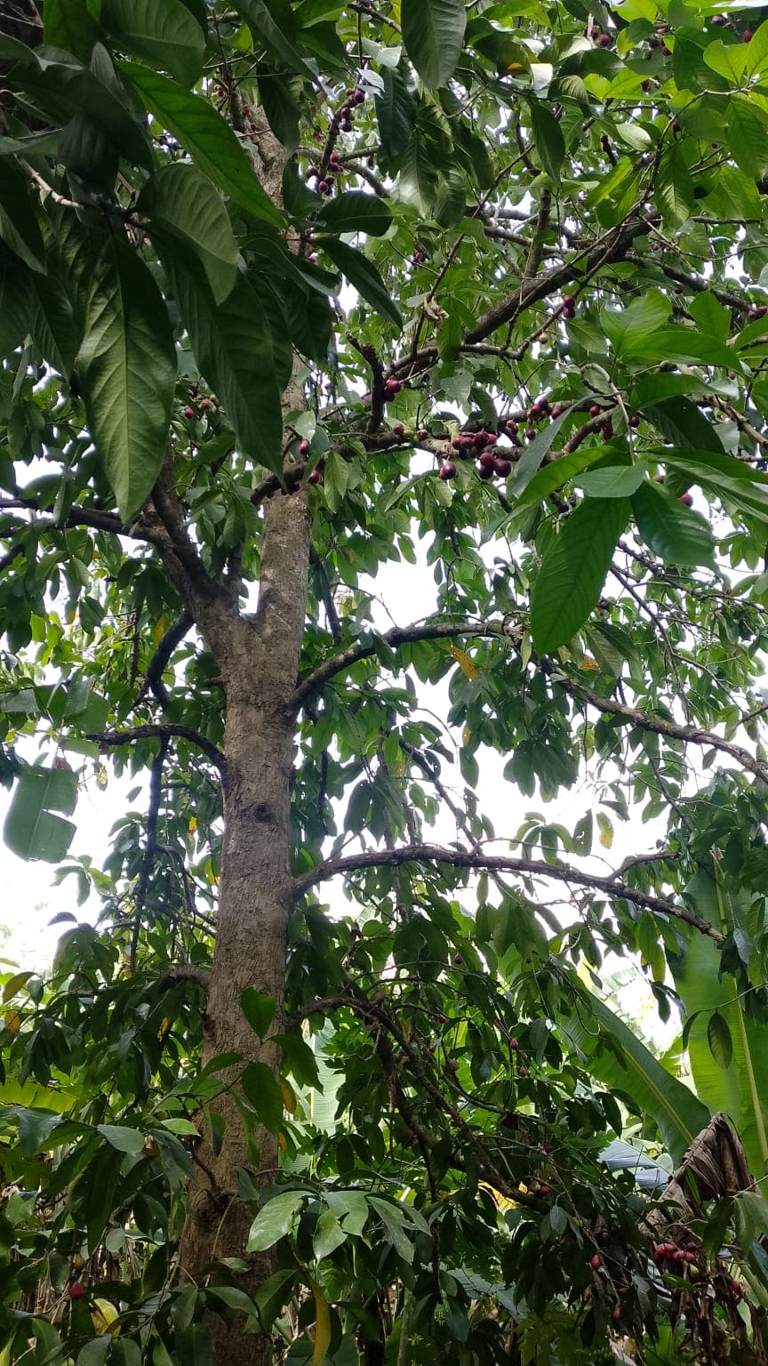 The Pomarosa That Feeds Those Still Learning to Fly