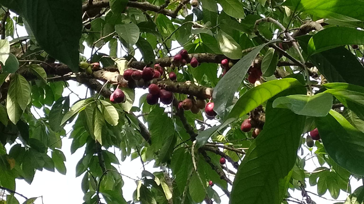 The Pomarosa That Feeds Those Still Learning to Fly · 2