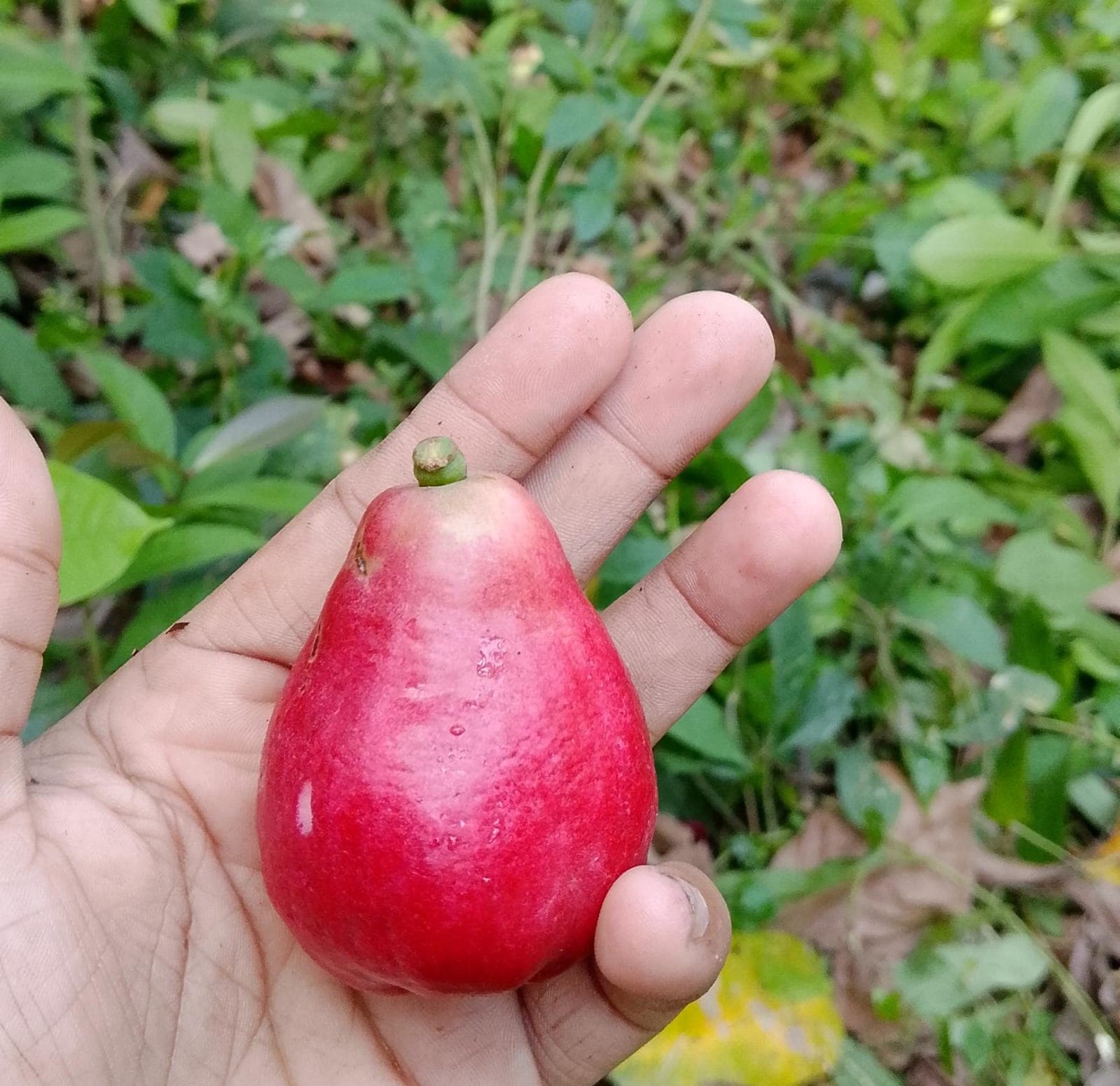 The Pomarosa That Feeds Those Still Learning to Fly · 3