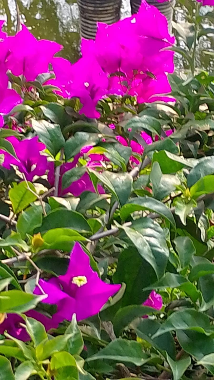 Der Eingang von El Paraíso in voller Blüte