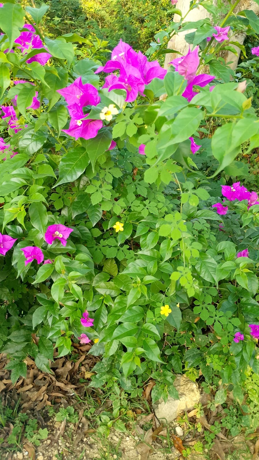 Der Eingang von El Paraíso in voller Blüte · 3