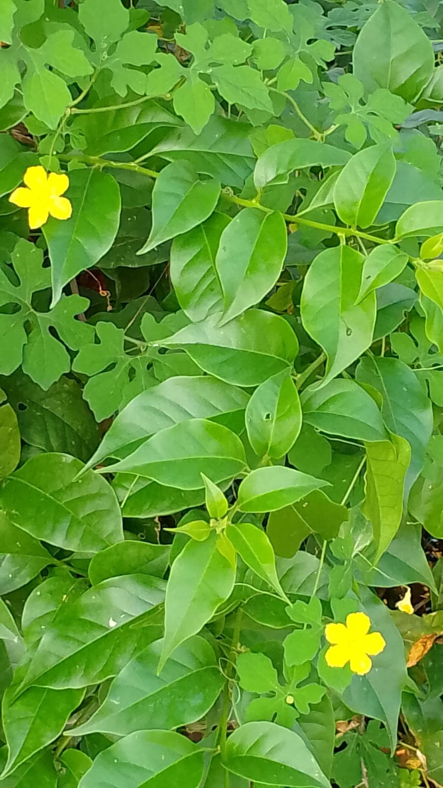Der Eingang von El Paraíso in voller Blüte · 4