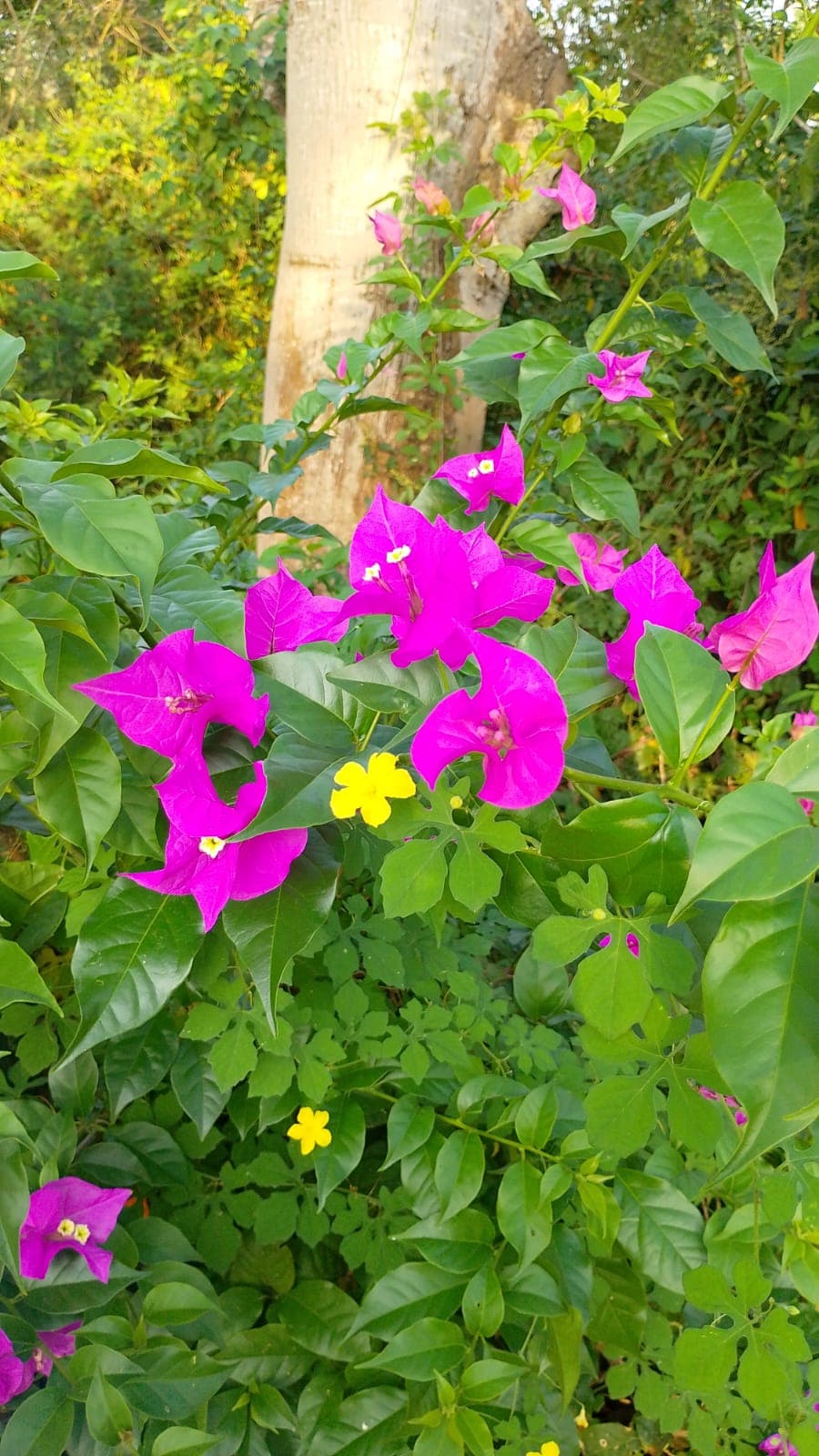 Der Eingang von El Paraíso in voller Blüte · 5