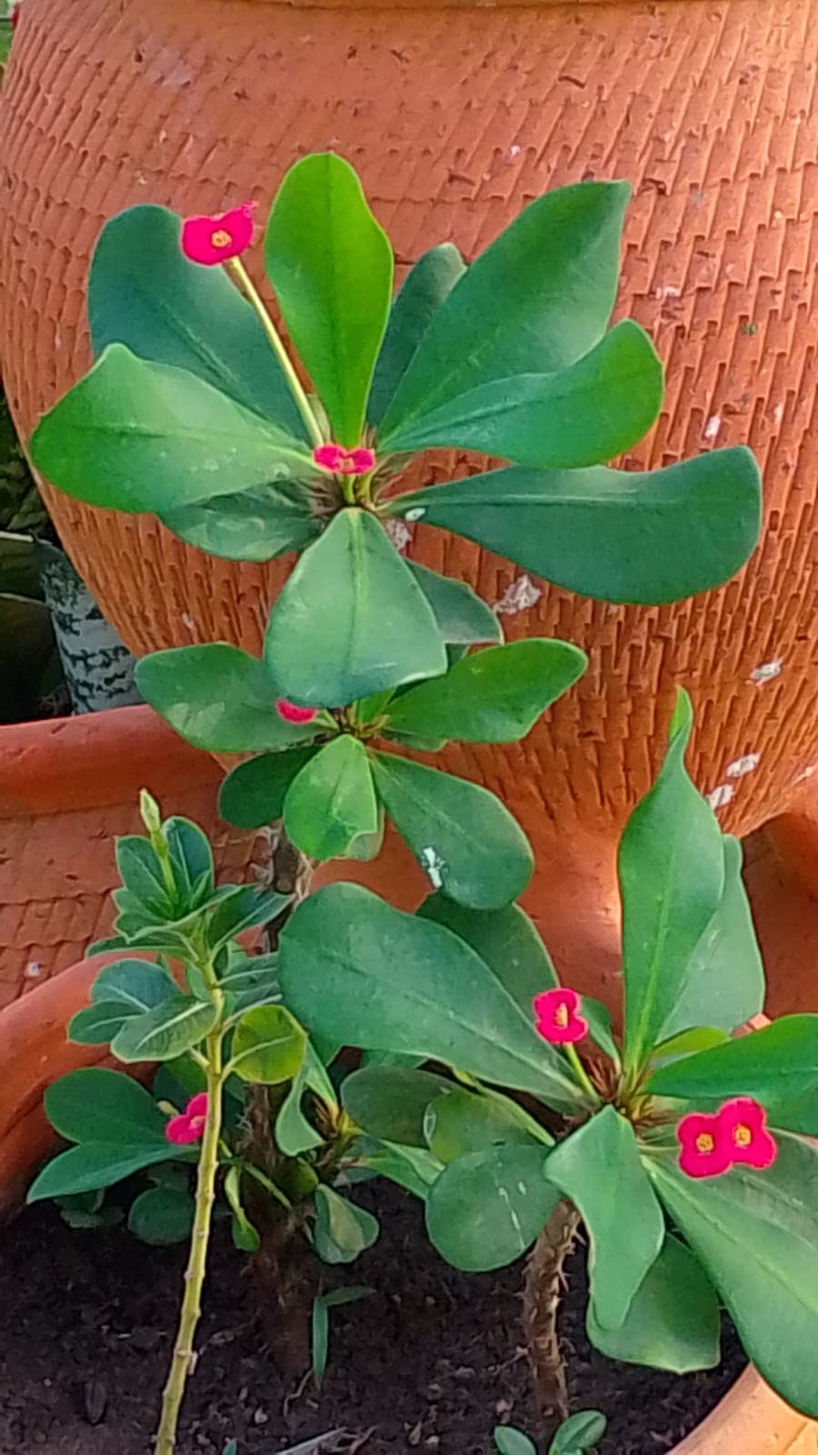 Der Eingang von El Paraíso in voller Blüte · 7