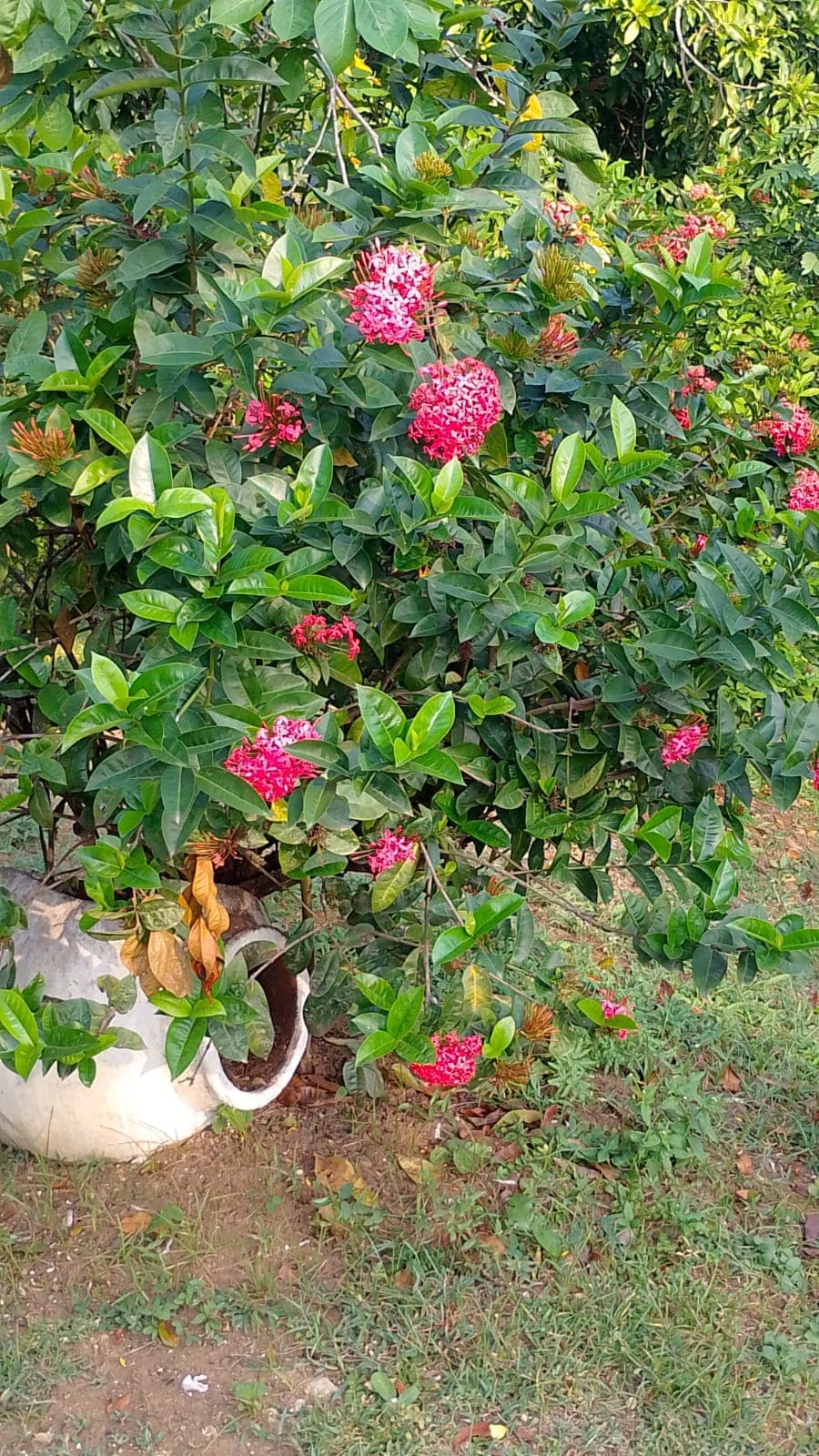 Der Eingang von El Paraíso in voller Blüte · 8