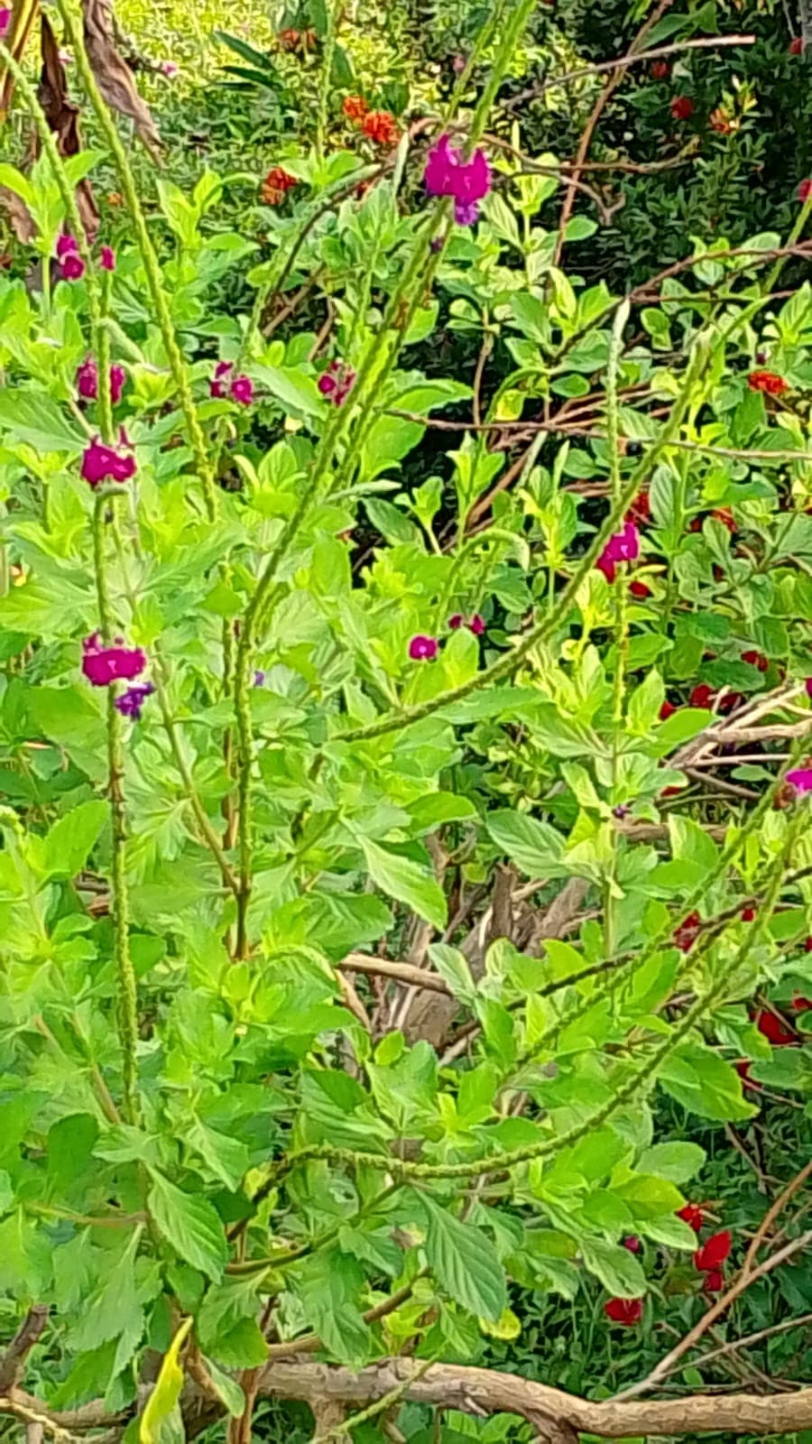 Der Eingang von El Paraíso in voller Blüte · 9