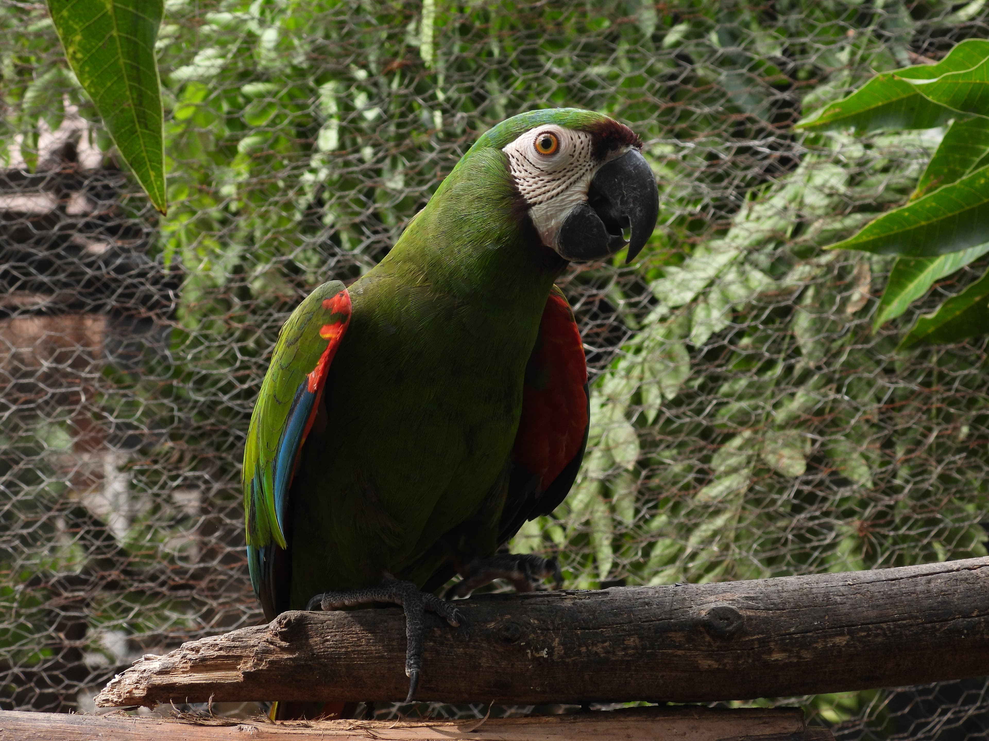 Sessantanove vite sono arrivate alla Fundación Loros · 5