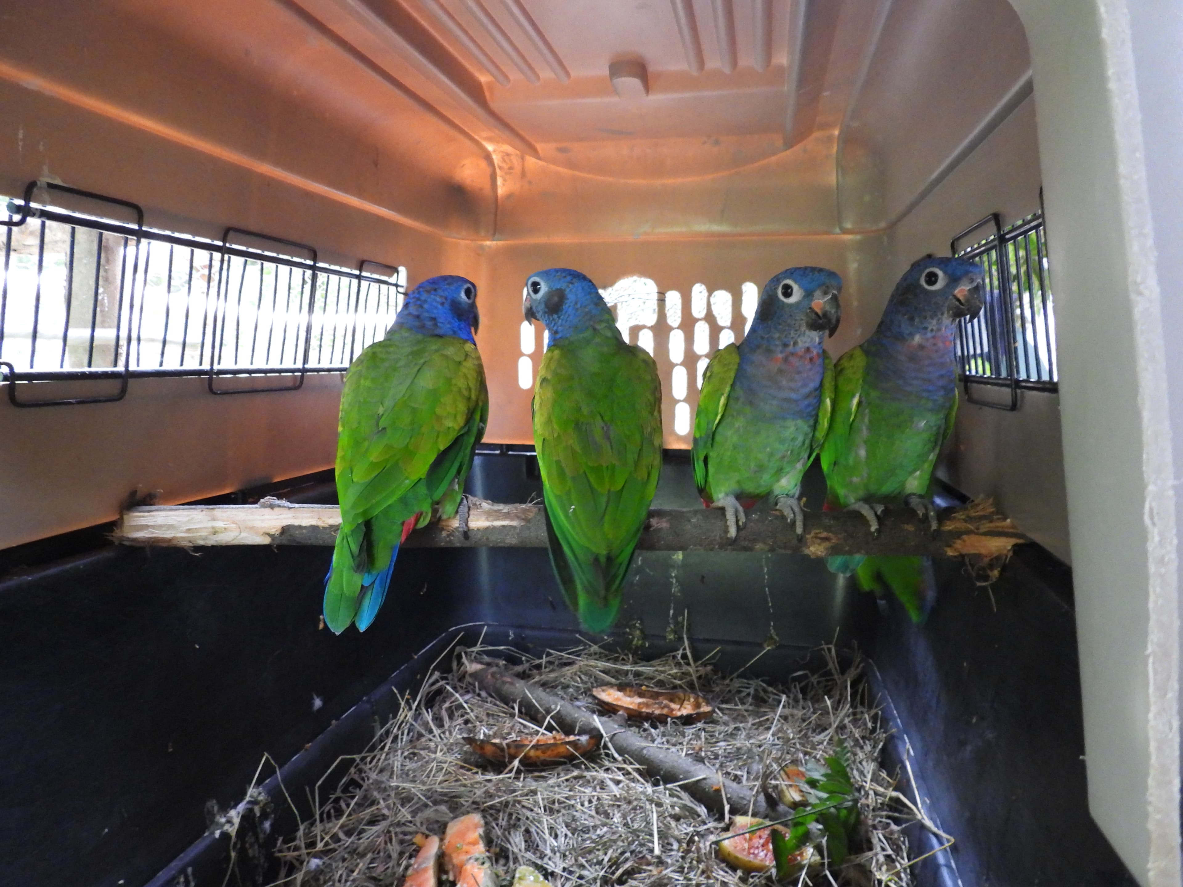 Sessantanove vite sono arrivate alla Fundación Loros · 6
