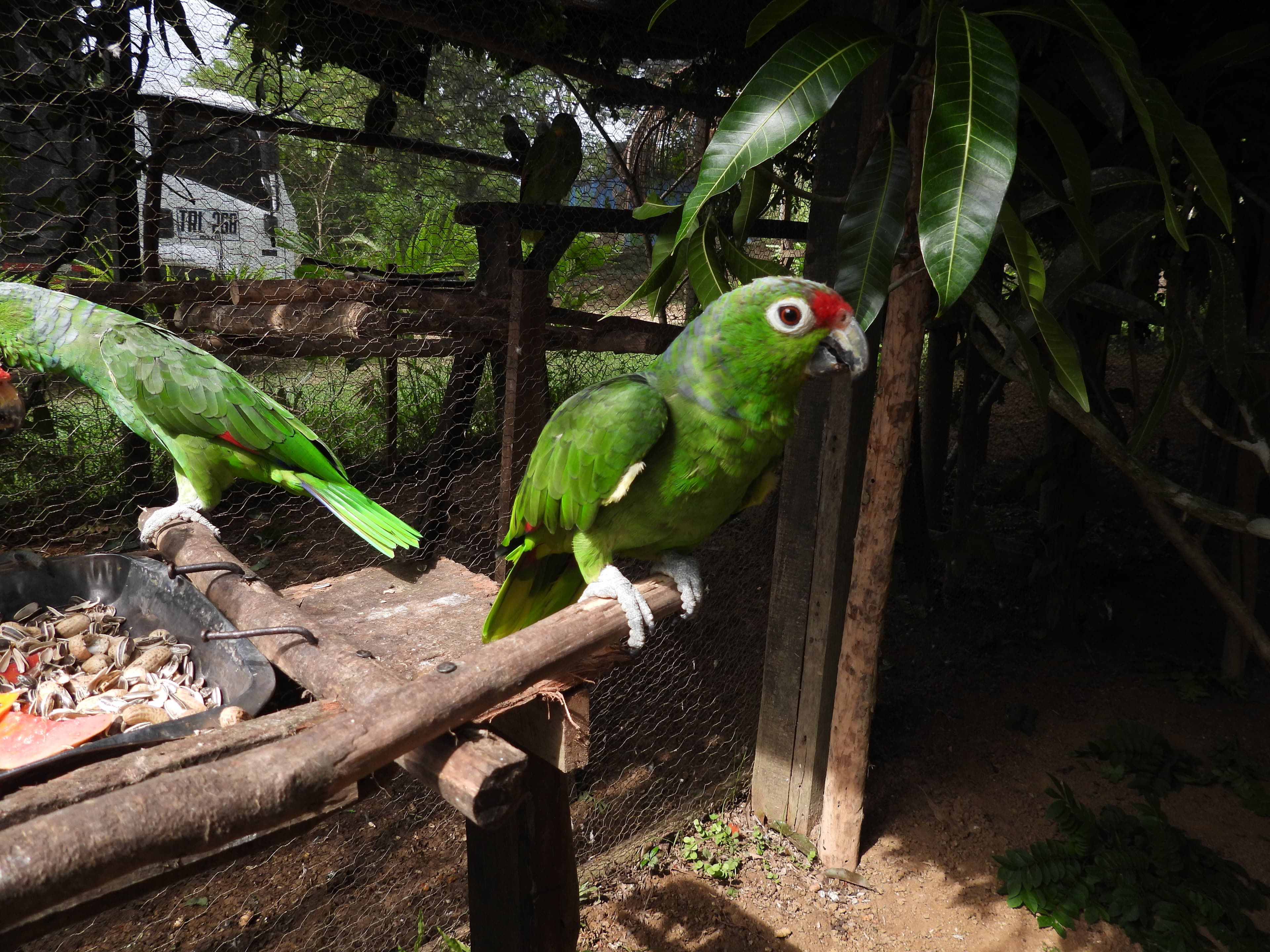 Sessantanove vite sono arrivate alla Fundación Loros · 7
