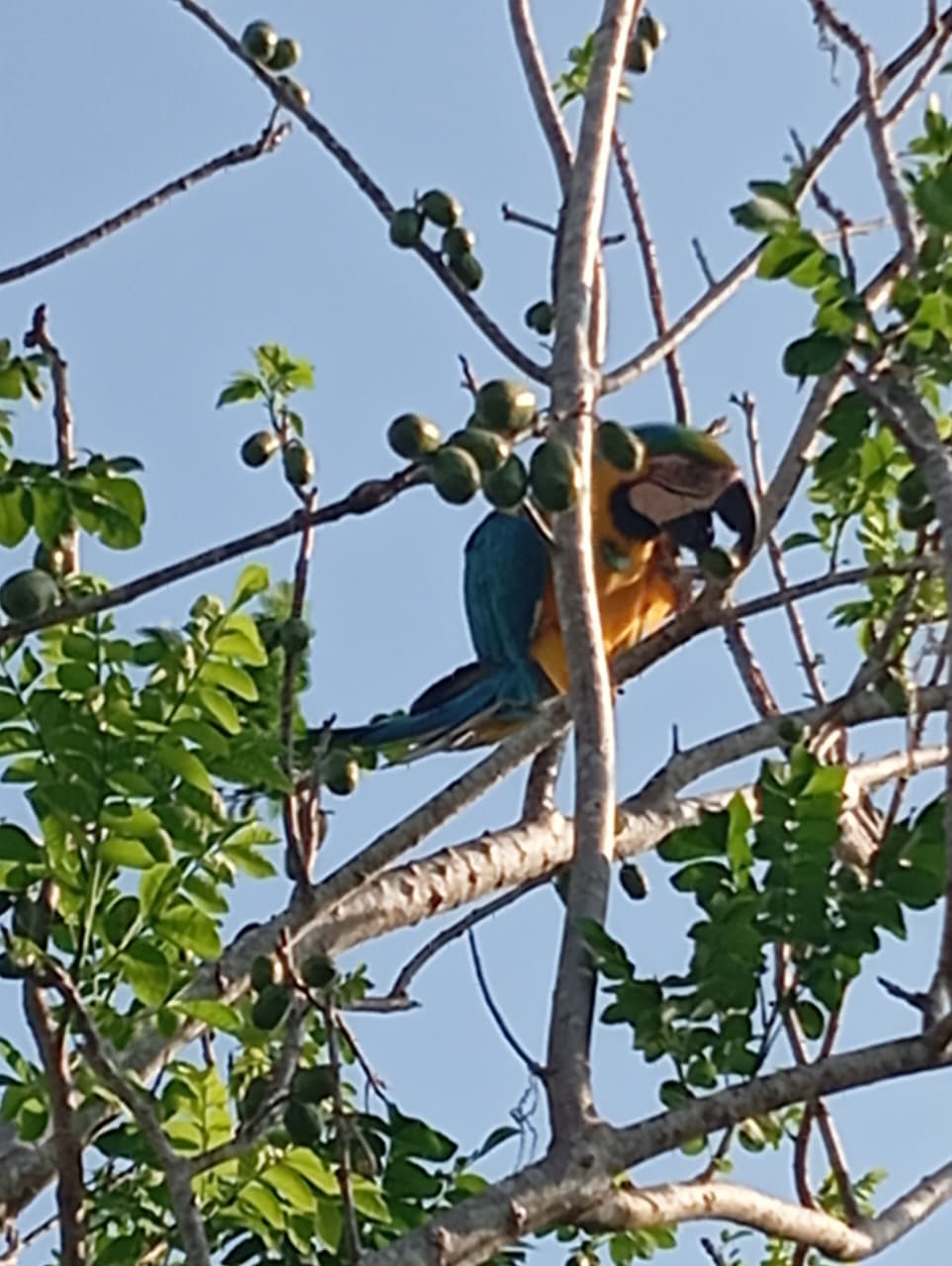 Eleven on the plum tree of cerro El Peligro