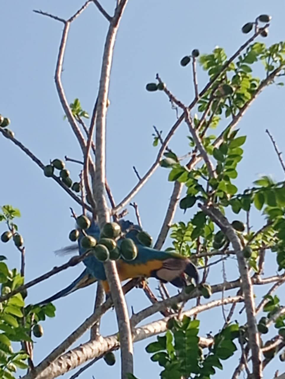 Eleven on the plum tree of cerro El Peligro · 2