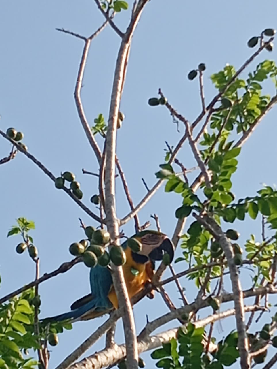 Eleven on the plum tree of cerro El Peligro · 3