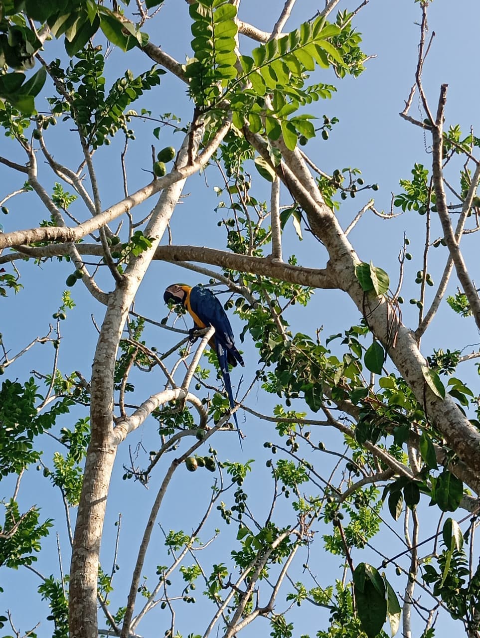 Eleven on the plum tree of cerro El Peligro · 4