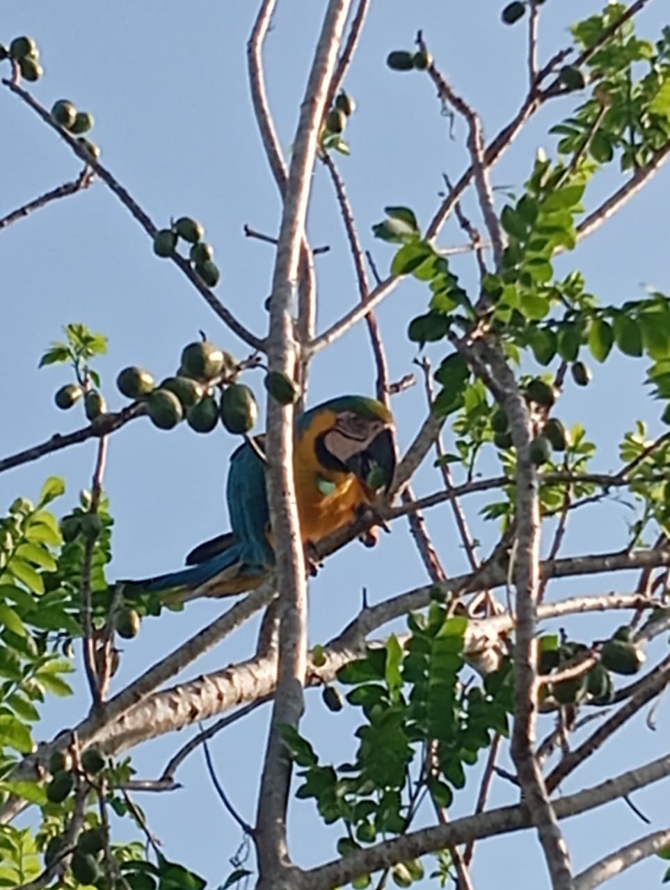 Eleven on the plum tree of cerro El Peligro · 5