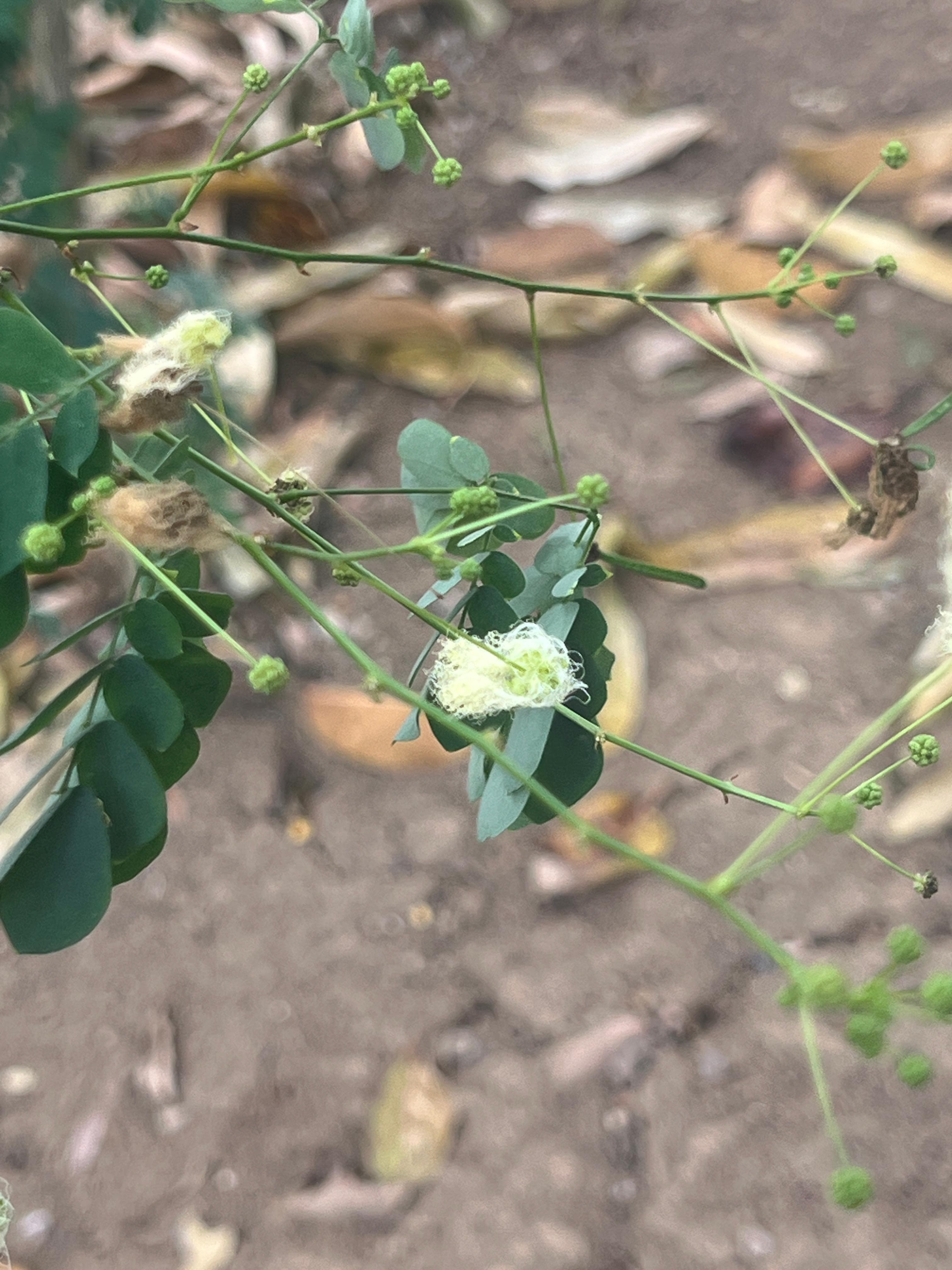 The Dormilona in Bloom Among Dry Leaf Litter
