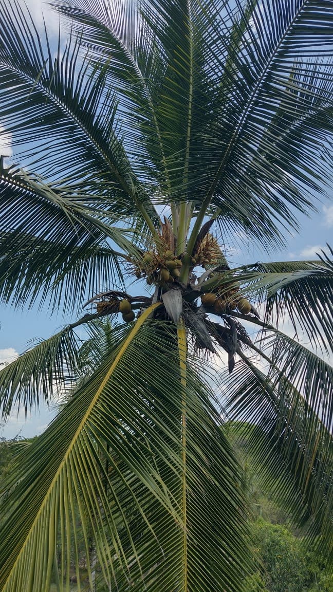 Green Fruits Beneath the Sky of Los Guardianes