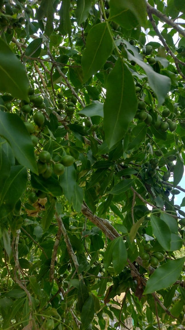 Green Fruits Beneath the Sky of Los Guardianes · 2