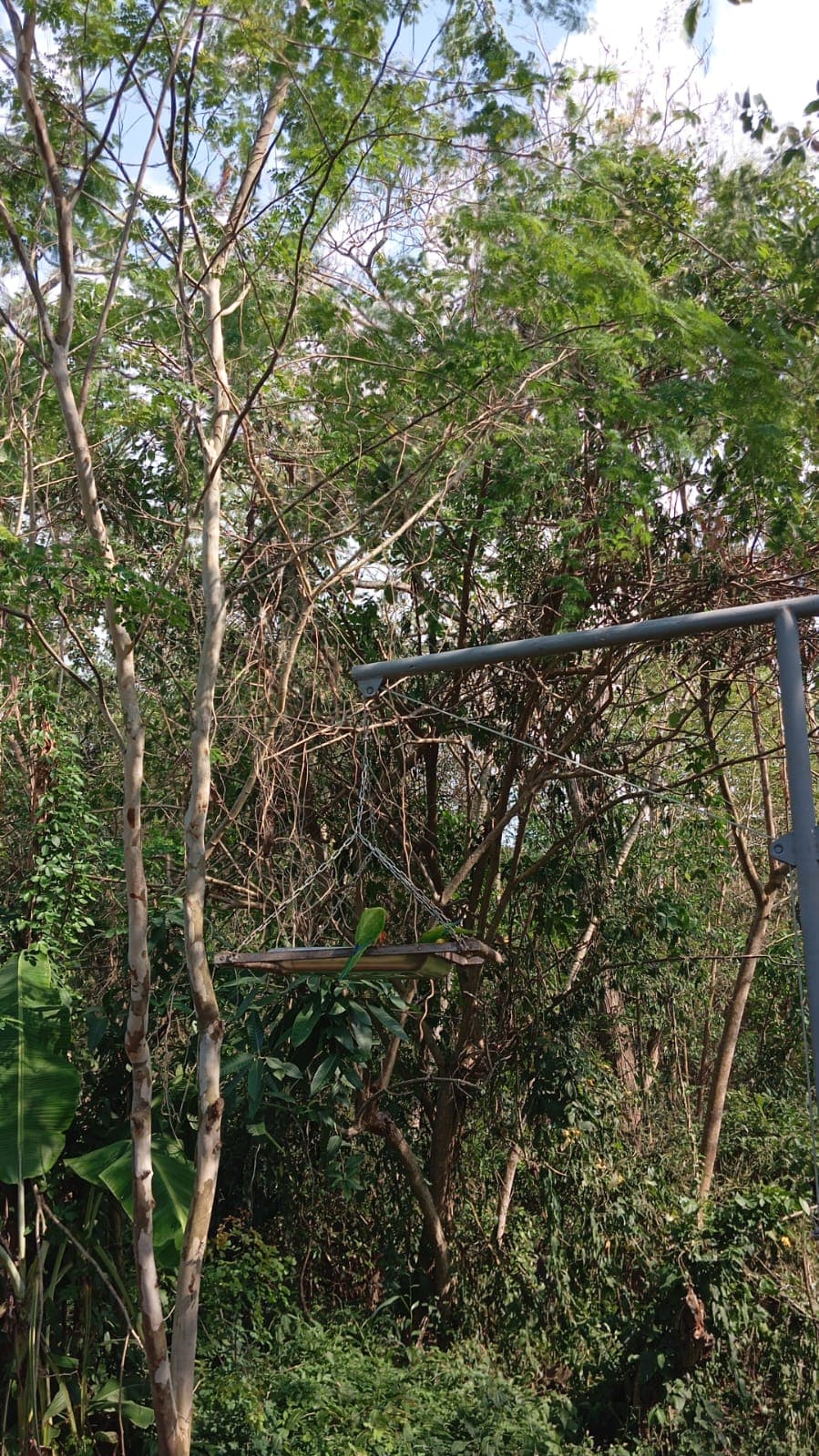 The Guacamayas That Found Their Refuge