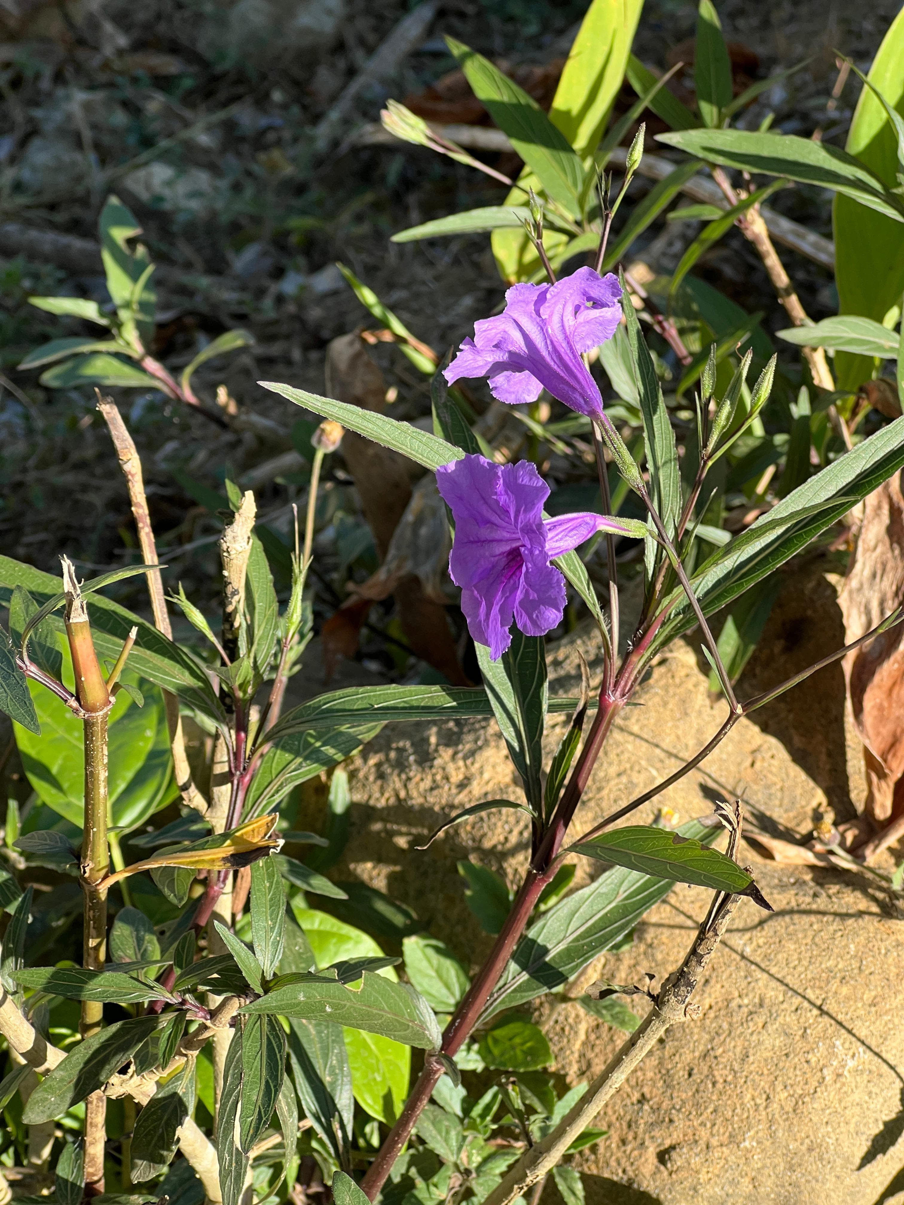 Purple Bellflower Among the Stones of the Sanctuary