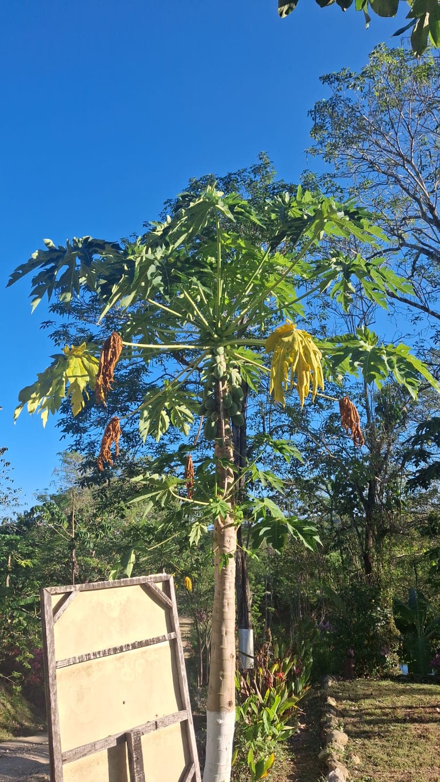 The Papaya That Welcomes You