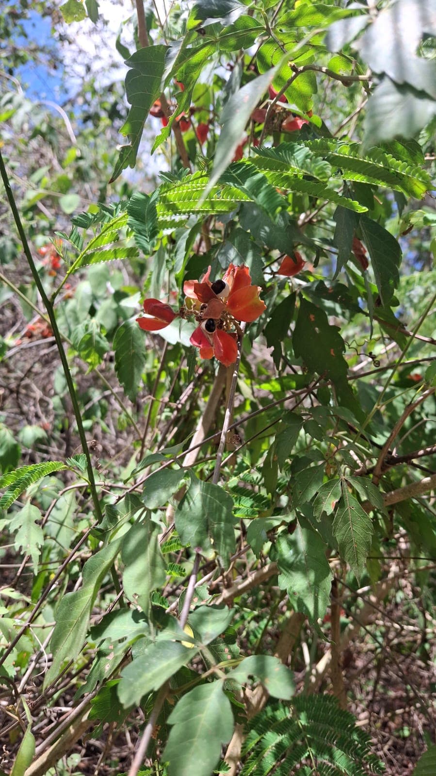 The tronador, the climbing vine, and the fruit no one can name