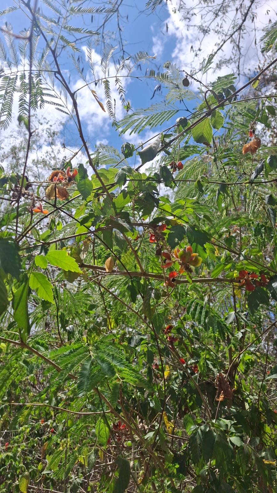 The tronador, the climbing vine, and the fruit no one can name · 2