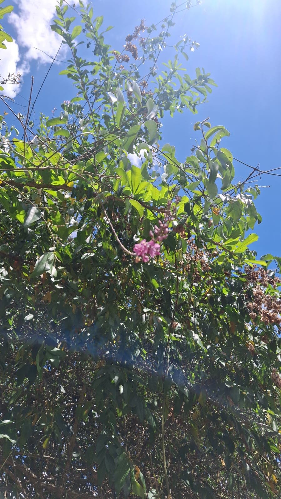 The tronador, the climbing vine, and the fruit no one can name · 3