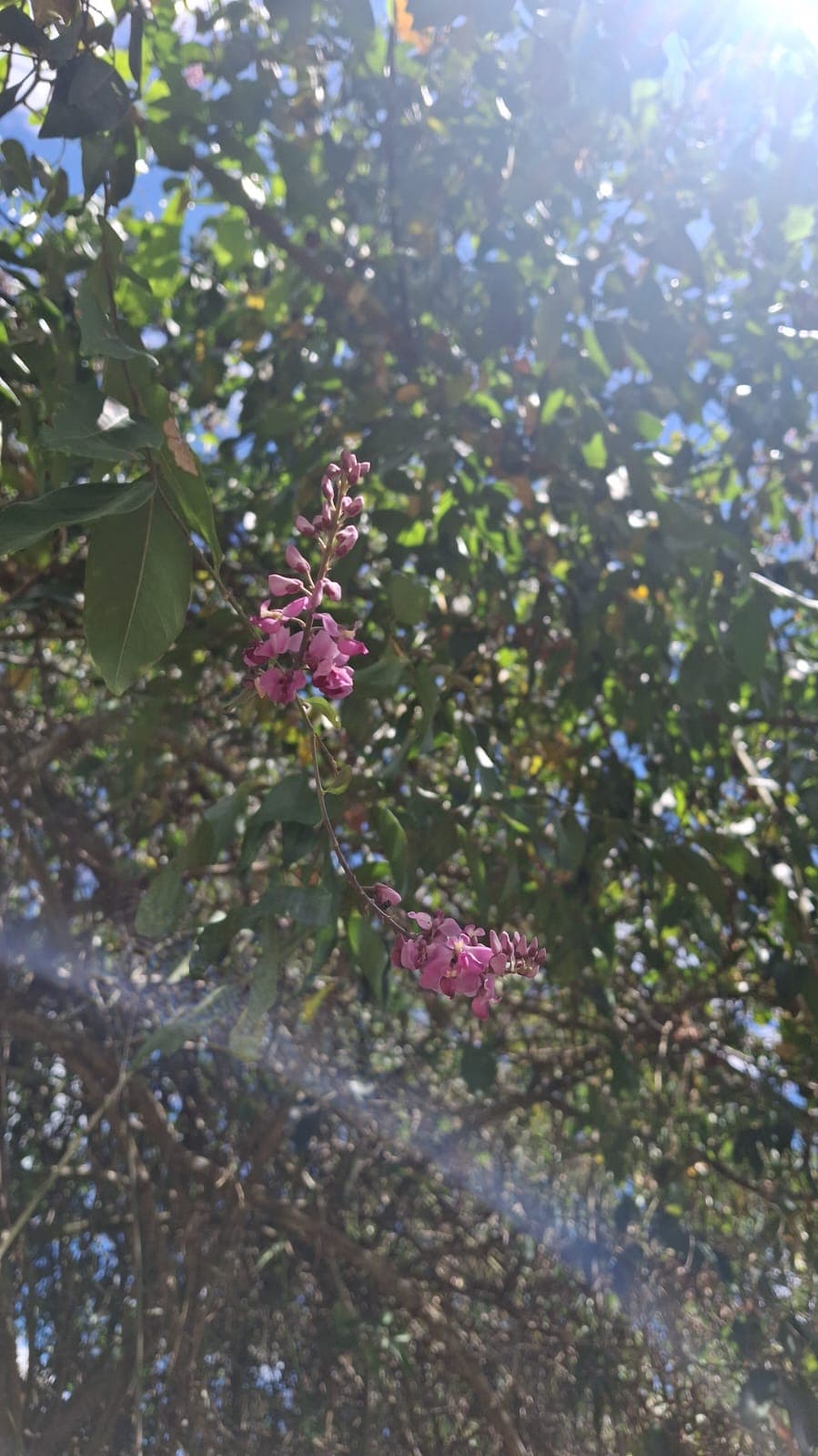 The tronador, the climbing vine, and the fruit no one can name · 4