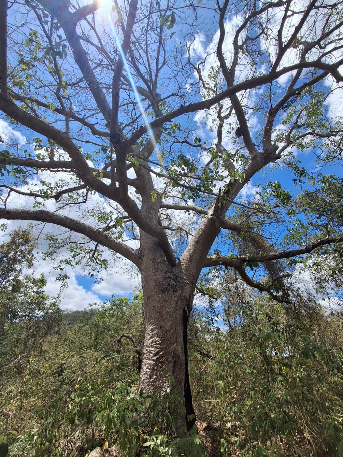 The tronador, the climbing vine, and the fruit no one can name · 5