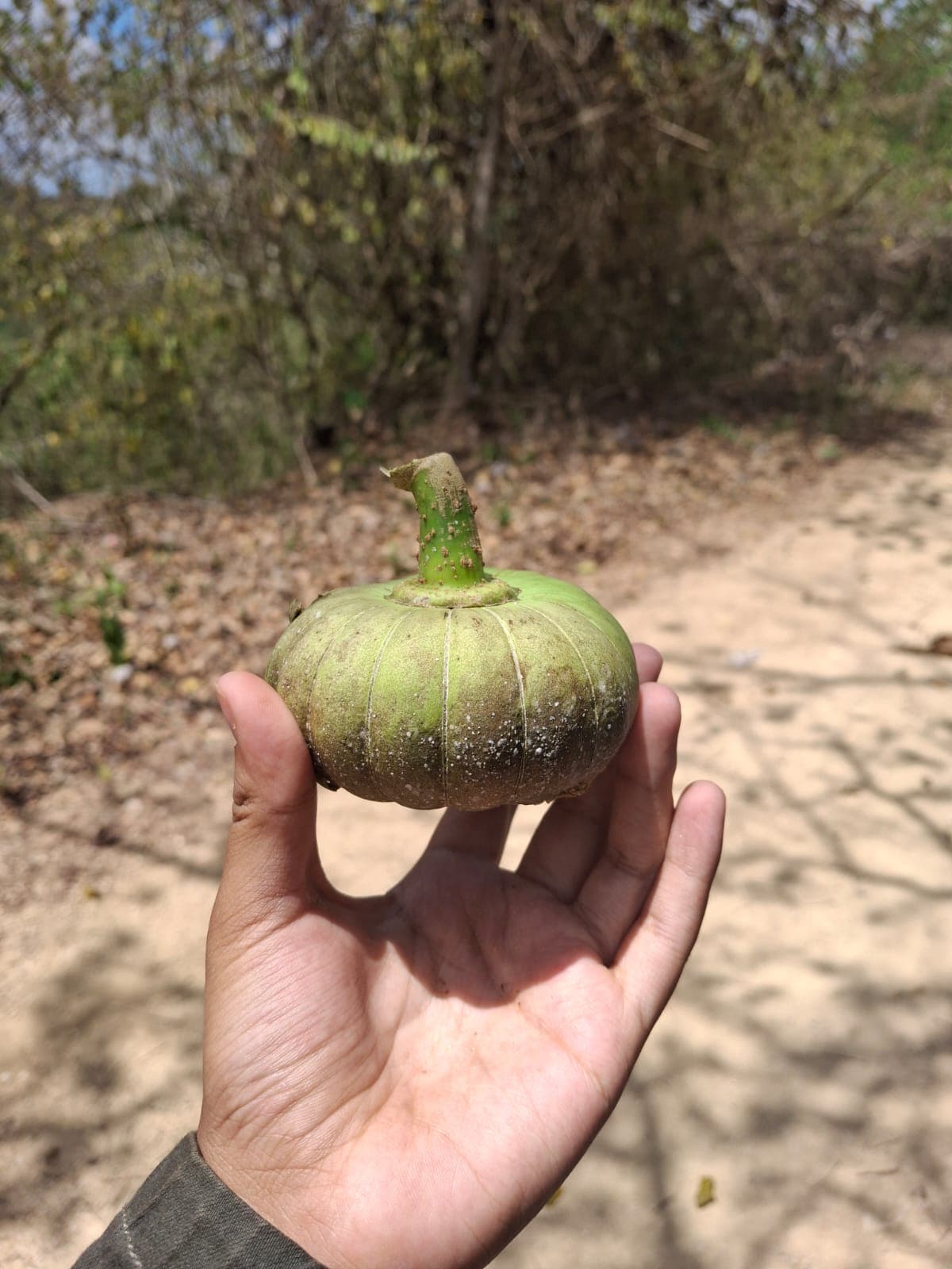 The tronador, the climbing vine, and the fruit no one can name · 6
