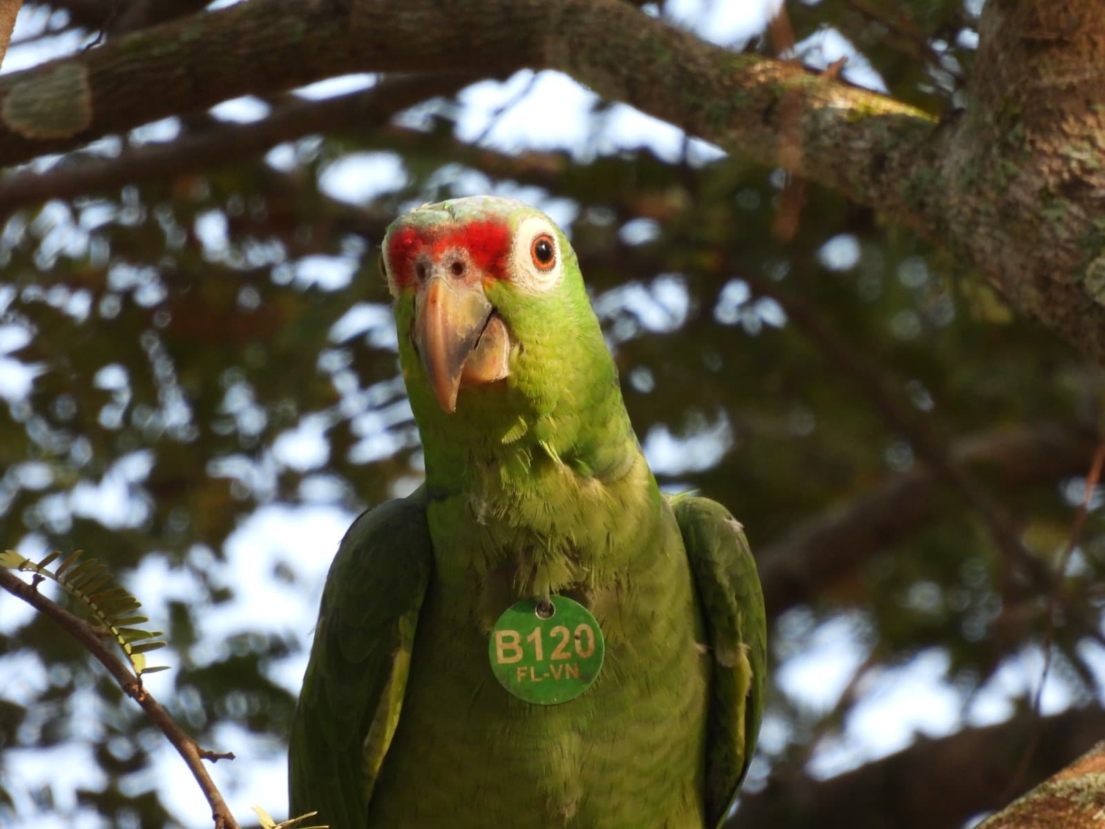Four Birds at Casa del Paraíso