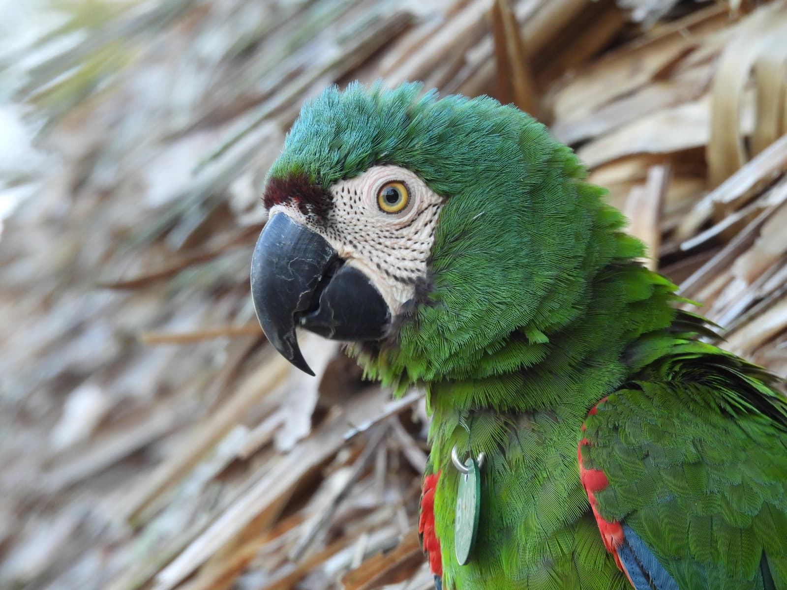 Four Birds at Casa del Paraíso · 2