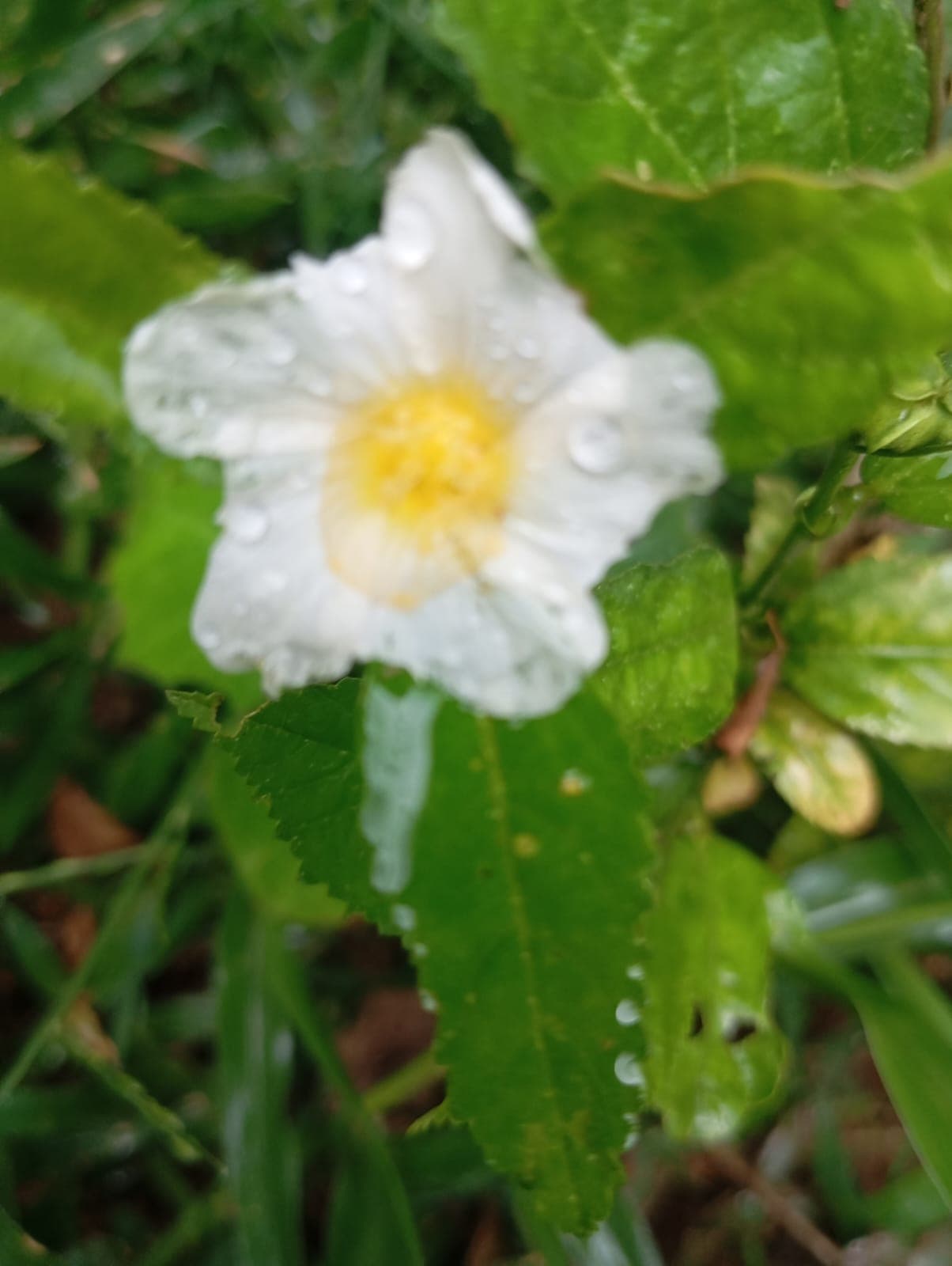 Der Orejero, der im Regen blühte