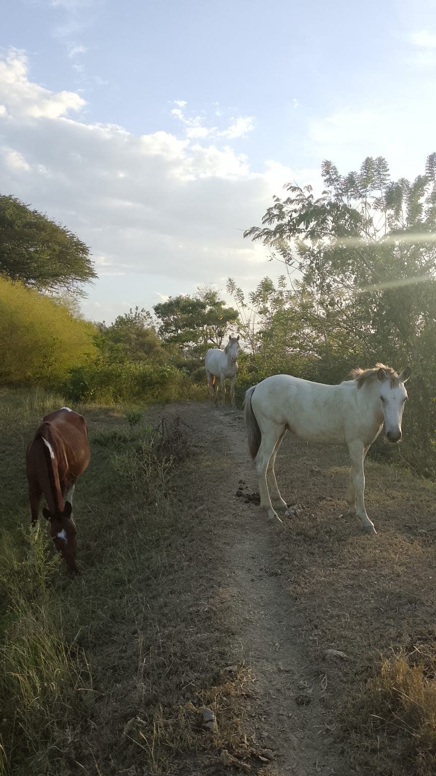 Seventeen Names Running Free Across the Pastures