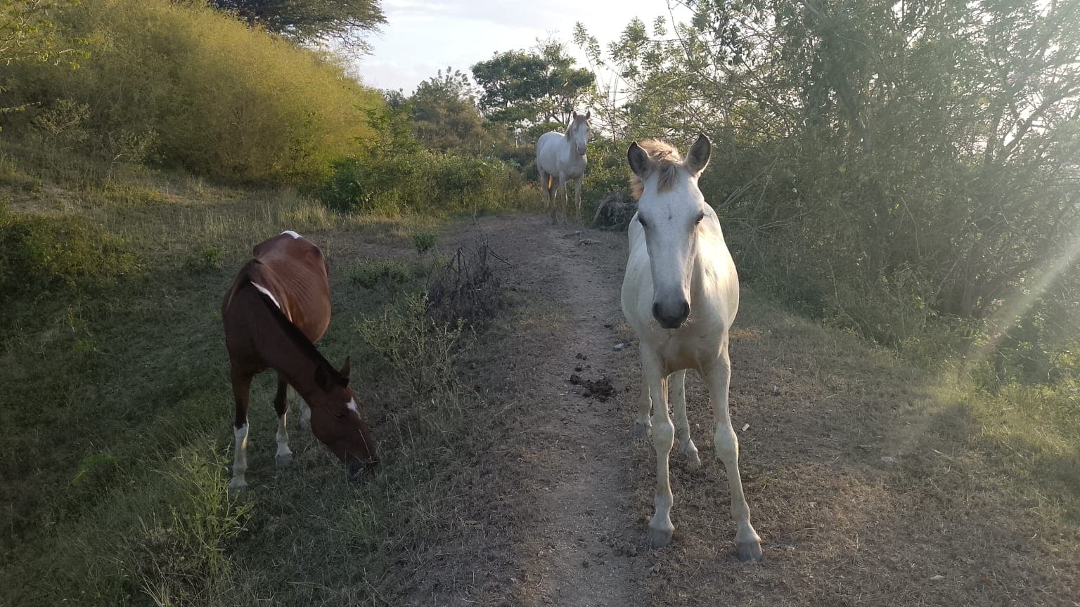 Seventeen Names Running Free Across the Pastures · 2