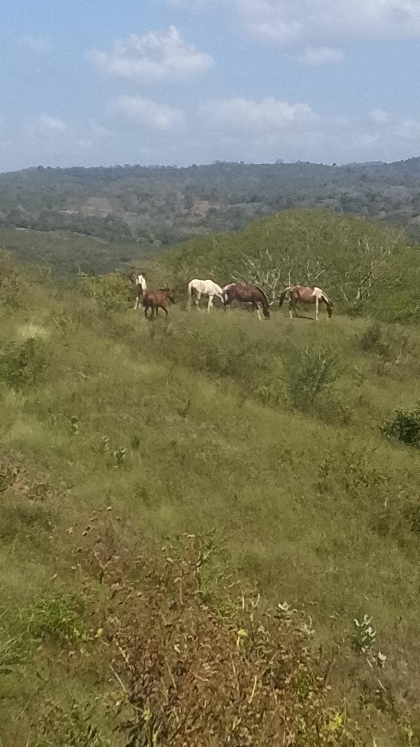 Seventeen Names Running Free Across the Pastures · 3