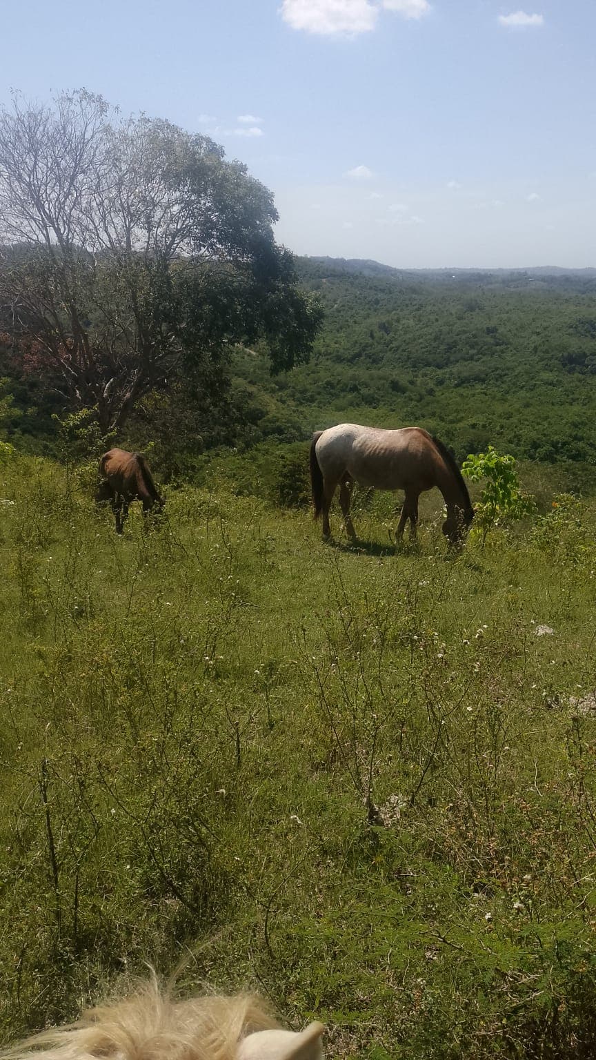 Seventeen Names Running Free Across the Pastures · 4